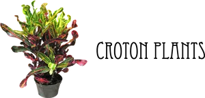 Vibrant Croton Plant Pot PNG image
