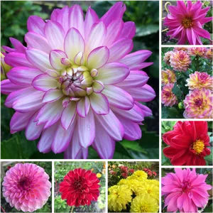Vibrant Dahlia Collection PNG image