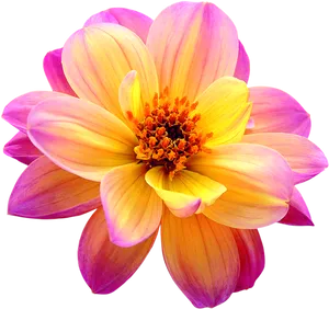 Vibrant Dahlia Flower Isolated PNG image