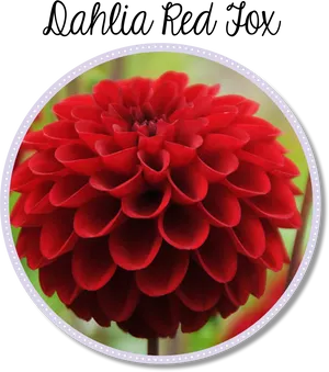 Vibrant Dahlia Red Fox Flower PNG image
