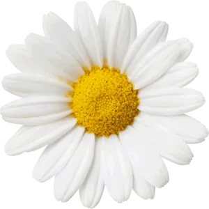 Vibrant Daisy Black Background PNG image