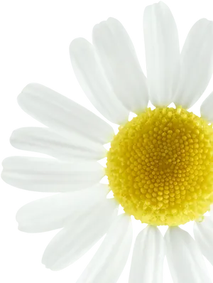 Vibrant Daisy Closeup.png PNG image