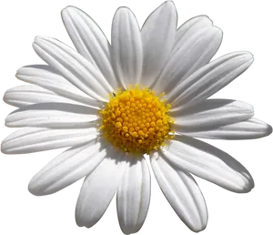 Vibrant Daisy Flower PNG image