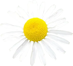 Vibrant Daisy Isolated.png PNG image