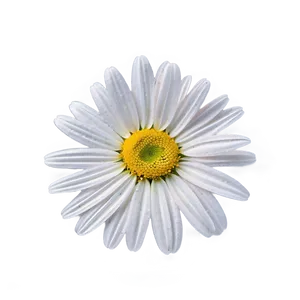 Vibrant Daisy Png 46 PNG image