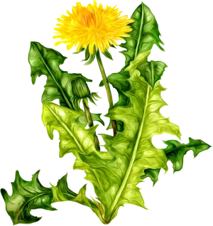 Vibrant Dandelion Flowerand Leaves.png