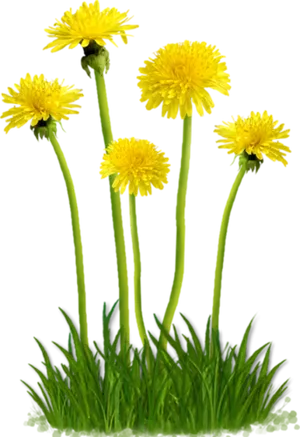 Vibrant Dandelions Cluster.png PNG image