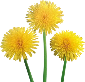 Vibrant Dandelions Trio.png