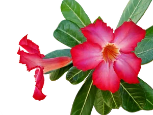 Vibrant Desert Rose Adenium Flower