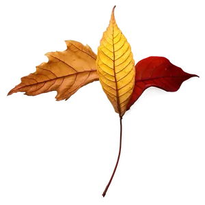 Vibrant Fallen Leaves Closeup PNG Onq55 PNG