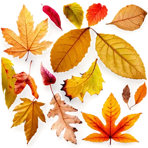 Vibrant Fallen Leaves Closeup PNG Xcq88 PNG