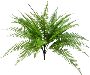 Vibrant_ Fern_ Plant.png PNG
