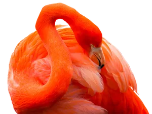 Vibrant_ Flamingo_ Curvature
