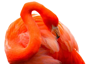 Vibrant Flamingo Curvature