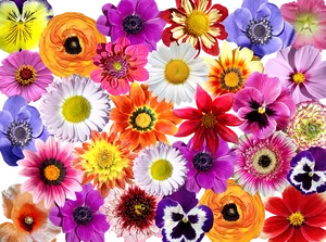 Vibrant_ Flower_ Collage.jpg PNG image