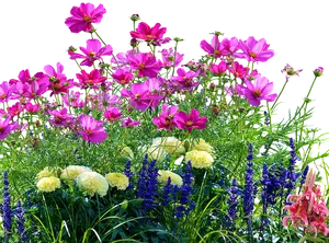 Vibrant Garden Flowers