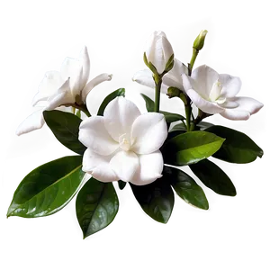 Vibrant Gardenia PNG Gnb7 PNG
