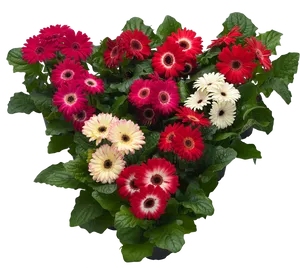 Vibrant Gerbera Daisies Top View PNG