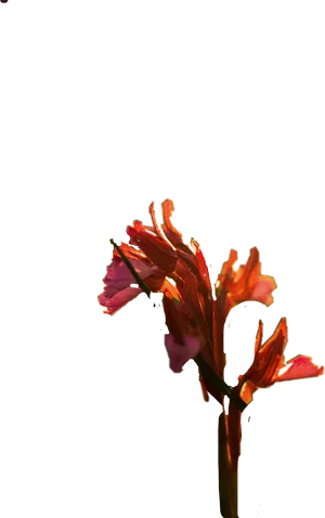 Vibrant Gladiolus Flower Against Teal Background PNG image