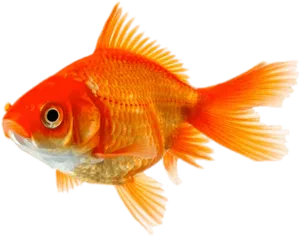 Vibrant Goldfish Isolated.png