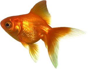 Vibrant Goldfish Swimming.png