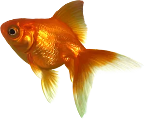 Vibrant Goldfish Swimming.png