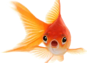 Vibrant Goldfish Swimming.png