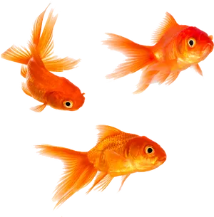 Vibrant Goldfish Trio.png