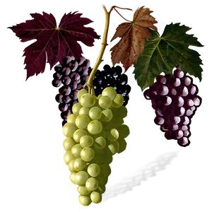 Vibrant Grape Bunches Illustration PNG image