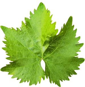 Vibrant Grape Leaf Texture