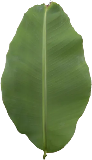 Vibrant Green Banana Leaf PNG image