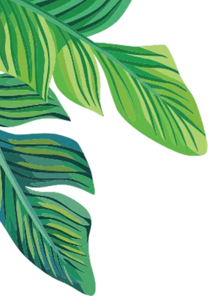 Vibrant Green Banana Leaves Illustration PNG
