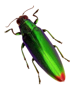 Vibrant Green Beetle PNG image