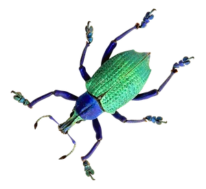 Vibrant Green Beetleon Blue PNG image