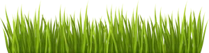 Vibrant Green Grass Black Background PNG image