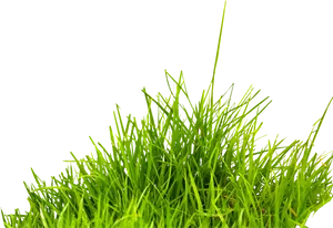 Vibrant Green Grass Black Background PNG image