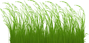 Vibrant Green Grass Blades Black Background PNG image