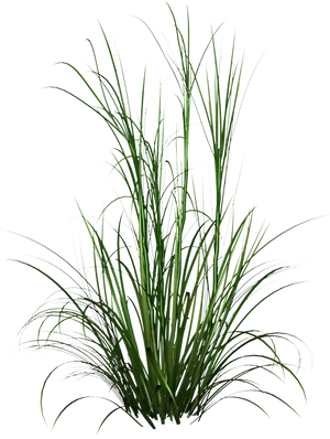 Vibrant Green Grass Clump PNG image