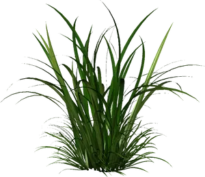 Vibrant Green Grass Clump PNG image