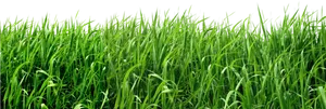 Vibrant Green Grass Texture PNG image