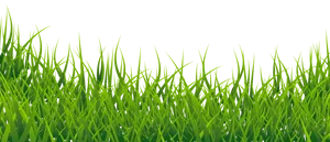 Vibrant Green Grass Texture PNG image