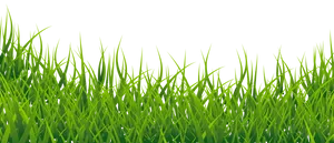 Vibrant Green Grass Texture
