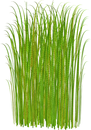 Vibrant Green Grass Texture PNG image