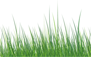 Vibrant Green Grasson Black Background.jpg