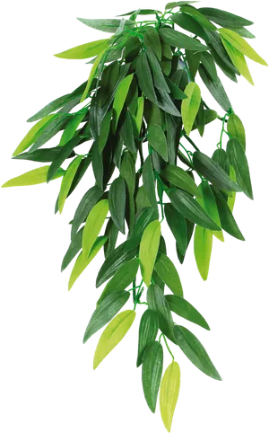 Vibrant Green Hanging Plant PNG image