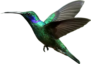 Vibrant Green Hummingbird In Flight PNG image