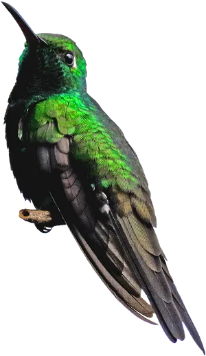 Vibrant Green Hummingbird