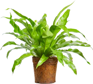 Vibrant Green Indoor Plantin Pot.png PNG image