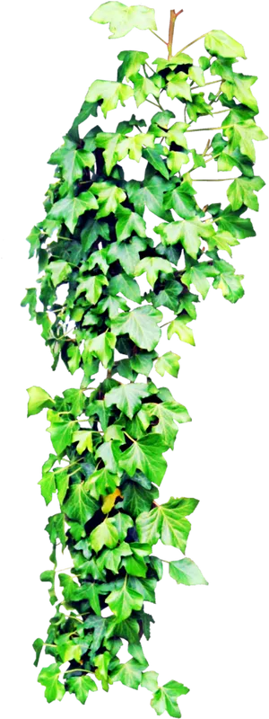 Vibrant Green Ivy Hanging Plant.jpg PNG image