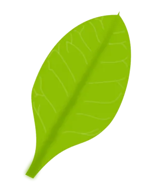 Vibrant Green Leaf Black Background